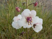 Verbascum blattaria 32, Mottenkruid, Saxifraga-Ed Stikvoort : s9900