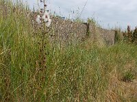 Verbascum blattaria 33, Mottenkruid, Saxifraga-Ed Stikvoort : s9900