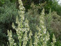 Verbascum lychnitis 32, Melige toorts, Saxifraga-Ed Stikvoort