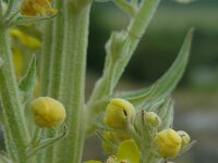 Verbascum lychnitis 36, Melige toorts, Saxifraga-Ed Stikvoort : viroin2011