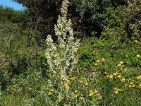 Verbascum lychnitis 38, Melige toorts, Saxifraga-Ed Stikvoort