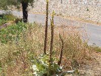 Verbascum macrurum 1, Saxifraga-Sonja Bouwman  Z13. Eastern Mediterranean mullein - Verbascum macrurum - Scrophulariaceae familie