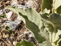 Verbascum macrurum 5, Saxifraga-Sonja Bouwman  Z13. Eastern Mediterranean mullein - Verbascum macrurum - Scrophulariaceae familie