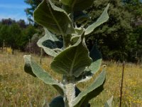 Verbascum pulverulentum 6, Vlokkige toorts, Saxifraga-Ed Stikvoort