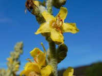 Verbascum pulverulentum 7, Vlokkige toorts, Saxifraga-Ed Stikvoort