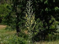 Verbascum pulverulentum 8, Vlokkige toorts, Saxifraga-Ed Stikvoort