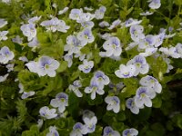 Veronica filiformis 19, Draadereprijs, Saxifraga-Ed Stikvoort : Haghpat - Stepanapan - Gyumri s9900