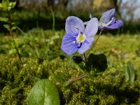 Veronica filiformis 25, Draadereprijs, Saxifraga-Ed Stikvoort