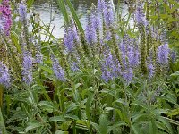 Veronica longifolia 37, Lange ereprijs, Saxifraga-Ed Stikvoort
