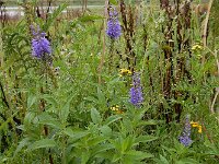 Veronica longifolia 43, Lange ereprijs, Saxifraga-Ed Stikvoort : Grensmaas Borgharen
