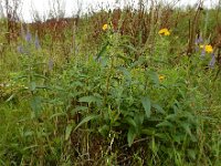Veronica longifolia 44, Lange ereprijs, Saxifraga-Ed Stikvoort : Grensmaas Borgharen