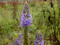 Veronica longifolia 45, Lange ereprijs, Saxifraga-Ed Stikvoort : Grensmaas Borgharen