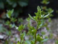 Veronica peregrina 16, Vreemde ereprijs, Saxifraga-Ed Stikvoort