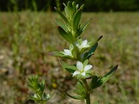 Veronica peregrina 17, Vreemde ereprijs, Saxifraga-Ed Stikvoort