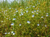 Veronica persica 25, Grote ereprijs, Saxifraga-Ed Stikvoort