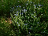 Veronica prostrata 25, Liggende ereprijs, Saxifraga-Ed Stikvoort