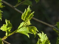 Viburnum opulus 57, Gelderse roos, Saxifraga-Jan van der Straaten