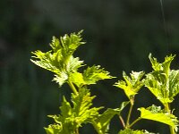 Viburnum opulus 59, Gelderse roos, Saxifraga-Jan van der Straaten