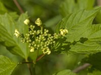 Viburnum opulus 61, Gelderse roos, Saxifraga-Jan van der Straaten