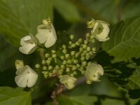 Viburnum opulus 62, Gelderse roos, Saxifraga-Jan van der Straaten