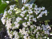 Viburnum rigidum