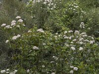 Viburnum tinus 30, Saxifraga-Willem van Kruijsbergen