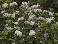 Viburnum tinus 31, Saxifraga-Willem van Kruijsbergen