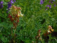 Vicia abbreviata