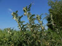 Vicia pannonica 5, Hongaarse wikke, Saxifraga-Ed Stikvoort : Hongaarse wikke gg A900 Lamswaarde