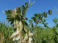 Vicia pannonica 7, Hongaarse wikke, Saxifraga-Ed Stikvoort