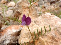 Vicia peregrina 2, Vreemde wikke, Saxifraga-Ed Stikvoort : Jerevan - Areni - Noravank s9900