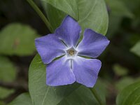 Vinca major 25, Grote maagdenpalm, Saxifraga-Willem van Kruijsbergen