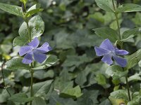 Vinca major 26, Grote maagdenpalm, Saxifraga-Willem van Kruijsbergen
