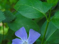 Vinca major 31, Grote maagdenpalm, Saxifraga-Ed Stikvoort