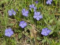 Vinca minor 18, Kleine maagdenpalm, Saxifraga-Jan Nijendijk