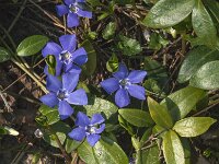 Vinca minor 19, Kleine maagdenpalm, Saxifraga-Jan van der Straaten