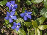 Vinca minor 20, Kleine maagdenpalm, Saxifraga-Jan van der Straaten