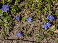Vinca minor 22, Kleine maagdenpalm, Saxifraga-Jan van der Straaten