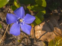 Vinca minor 23, Kleine maagdenpalm, Saxifraga-Jan van der Straaten