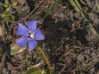 Vinca minor 25, Kleine maagdenpalm, Saxifraga-Jan van der Straaten