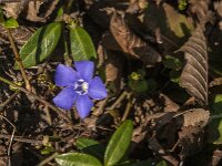 Vinca minor 26, Kleine maagdenpalm, Saxifraga-Jan van der Straaten