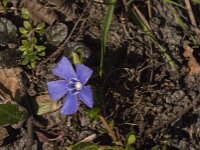 Vinca minor 33, Kleine maagdenpalm, Saxifraga-Jan van der Straaten
