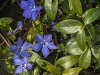 Vinca minor 36, Kleine maagdenpalm, Saxifraga-Jan van der Straaten