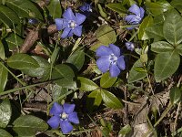 Vinca minor 39, Kleine maagdenpalm, Saxifraga-Jan van der Straaten