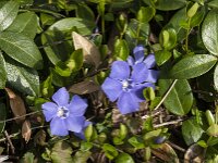 Vinca minor 40, Kleine maagdenpalm, Saxifraga-Jan van der Straaten