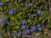 Vinca minor 47, Kleine maagdenpalm, Saxifraga-Jan van der Straaten