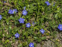Vinca minor 52, Kleine maagdenpalm, Saxifraga-Jan van der Straaten