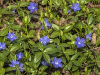 Vinca minor 56, Kleine maagdenpalm, Saxifraga-Jan van der Straaten