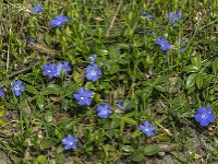Vinca minor 57, Kleine maagdenpalm, Saxifraga-Jan van der Straaten