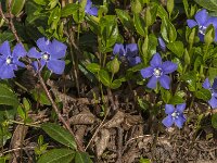 Vinca minor 58, Kleine maagdenpalm, Saxifraga-Jan van der Straaten